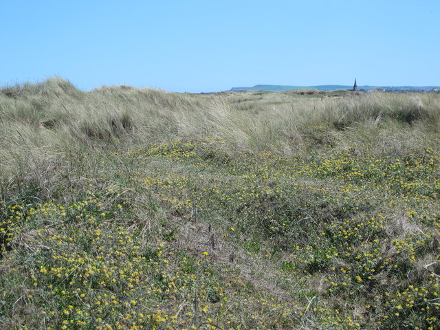 Dunes south of Coatham Sands (4)