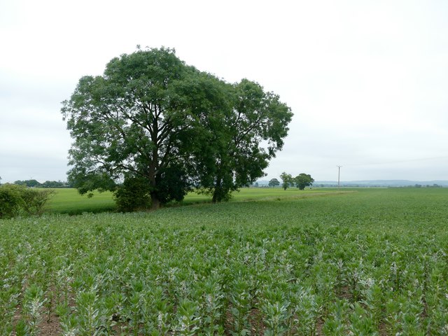 Trees in a field boundary