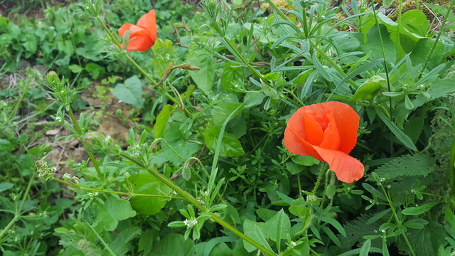 Poppies, Thornton le Dale, Yorkshire