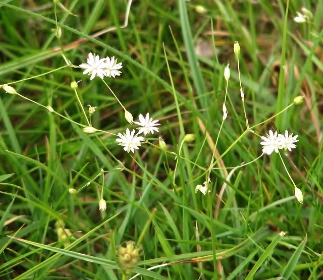 Marsh Stitchwort  (Stellaria palustris)