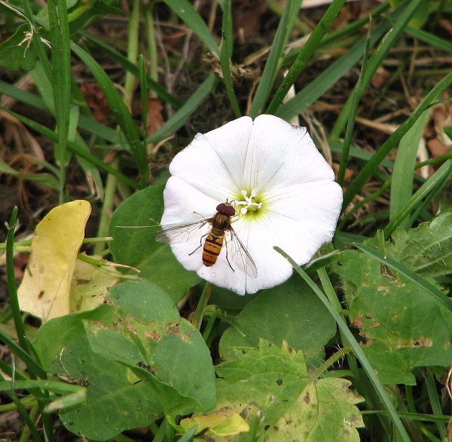 Field bindweed (Convolvulus arvensis) and hoverfly