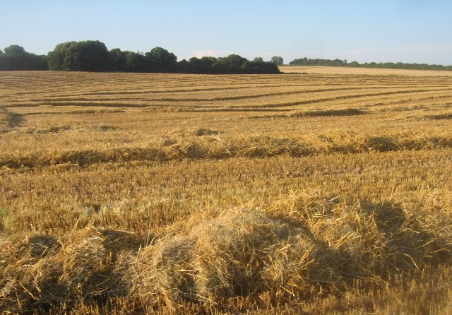 Harvest time - Roundgrove Field (36.5 acres)