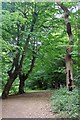 Hornbeam Pollards & Hollow Oak, Walthamstow Forest