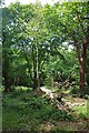 Fallen Tree in Walthamstow Forest