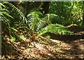 Fern, Burchetts Wood