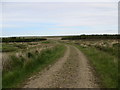 ND2866 : Farm track runs through a small plantation towards Slickly by John Ferguson