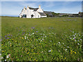 Wildflower meadow, Oronsay