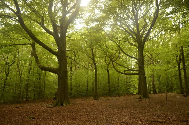 Ecclesall Woods, Sheffield