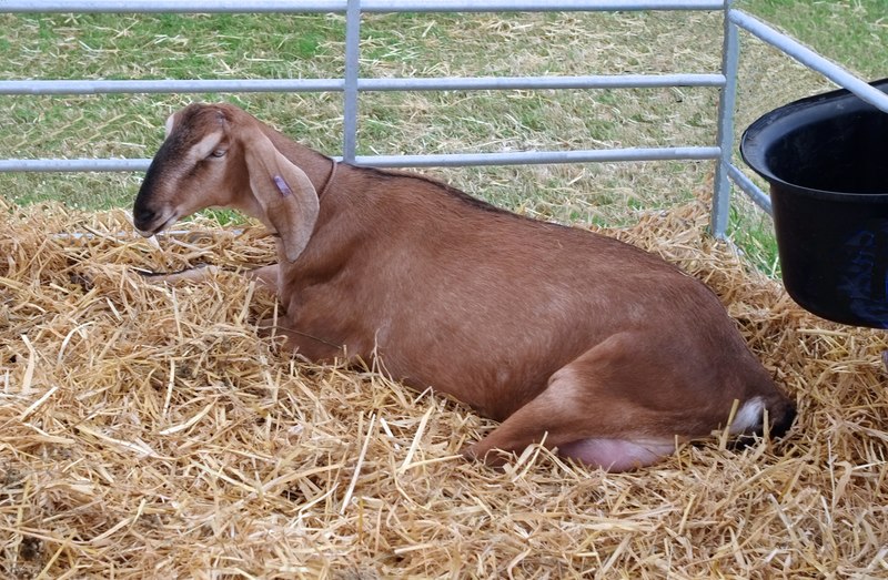 Gorgeous Goats 1 © Anthony Oneil Cc By Sa20 Geograph Britain 