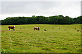 Cattle near Crowcombe