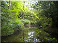 Stream in Hill Hook Nature Reserve