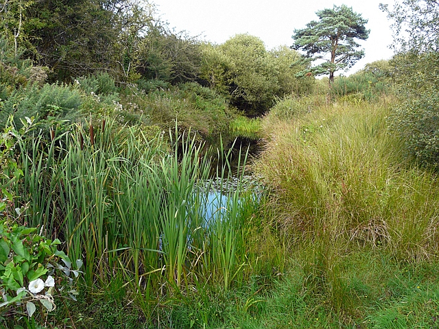 Pond with reedmace