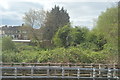 Bushes by the Metropolitan Line