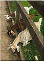 Goats at St Werburghs City Farm