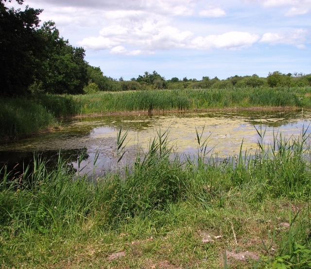 Pond in Wheatfen Broad nature reserve