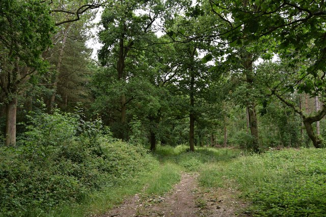 Footpath north through Pakenham Wood