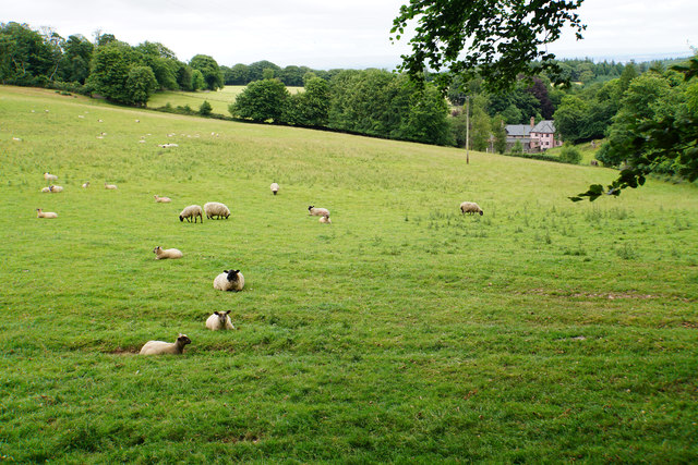 Sheep on the Quantock Hills