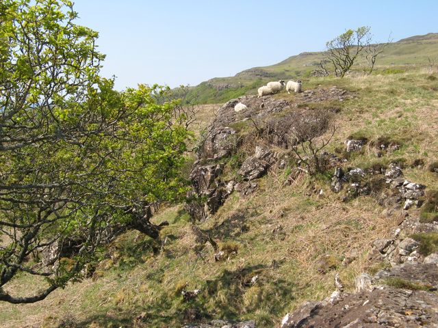 Basalt crag with sheep