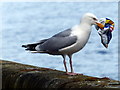 NO4029 : Herring gull on the Dundee waterfront by Mat Fascione