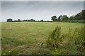 A field cut for silage