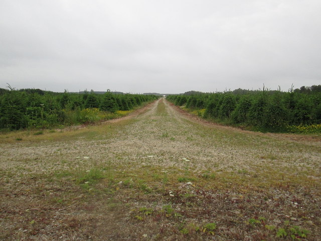 Track  through  Christmas  tree  plantation