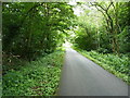 The lane through Sidney Plantation