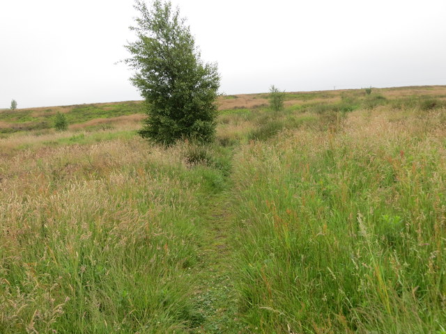 Footpath on Brow Moor