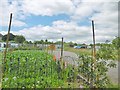 Redbridge, allotments