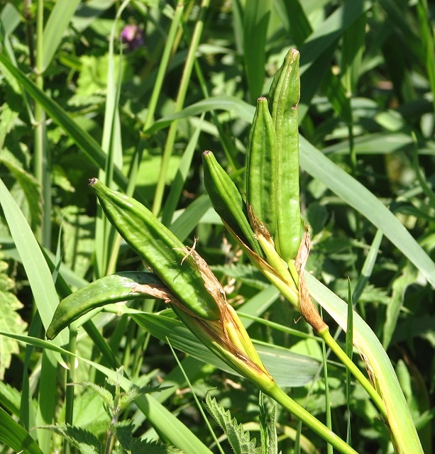 Yellow Iris (iris Pseudacorus) - Seed © Evelyn Simak :: Geograph 