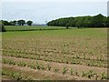 A maize field