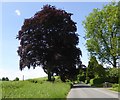 Copper beech tree in Kingston Deverill