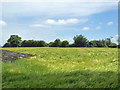 Field of barley