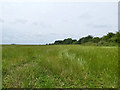 Field of rye grass, Chedburgh