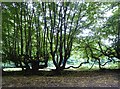 Old hornbeams by Hedsor Lane