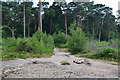 Sandy path on Oxshott Heath