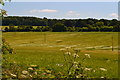 Field beside the A31