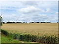 Ripening wheat