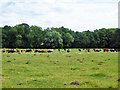 TL8171 : Cattle, Meadow Farm by Robin Webster