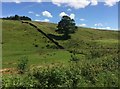 Fields, Tree and drystone wall in Irwell Valley