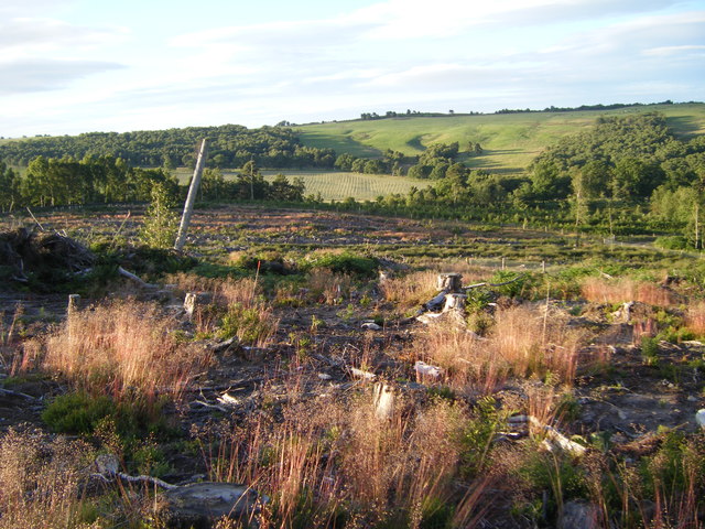 Area of clear fell, Dryderdale Plantation