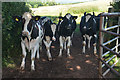 Mid Devon : Cattle Grazing