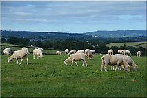 ST0007 : Mid Devon : Grassy Field & Sheep by Lewis Clarke