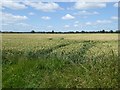 Field of wheat