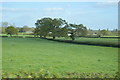 Trees in a hedge