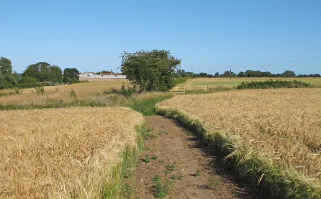 Footpath through Barley Field, near March Farm, Burgh St. Peter