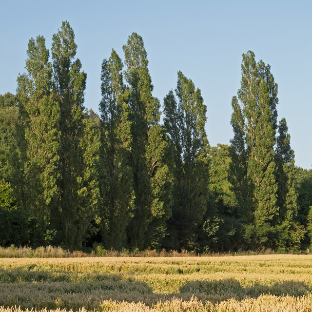 Tall trees at edge of Wheat Field, Aldeby 