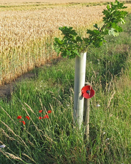 Poppies and Oak Sapling, The Walks, Aldeby