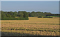 TM4394 : Wheat Field near Mill House, Aldeby by Roger Jones