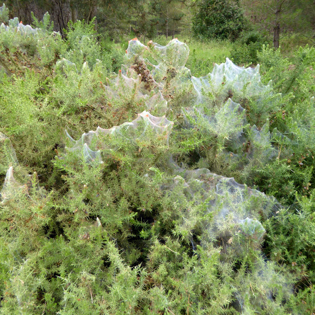 Webs on gorse