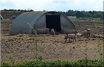 TF7627 : Pig farm at Harpley Common by Mat Fascione